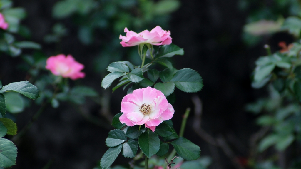 季節外れの薔薇