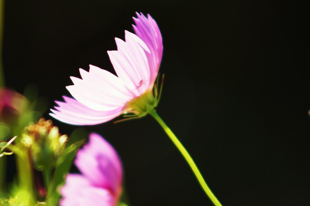 spider ｉｎ Cosmos