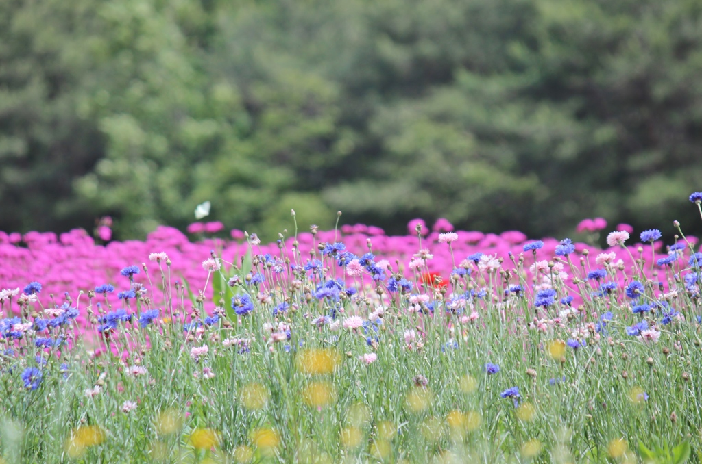青山リゾート 花フェスタ