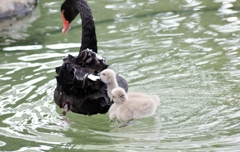 黒鳥の親子…ほっこり♪♪