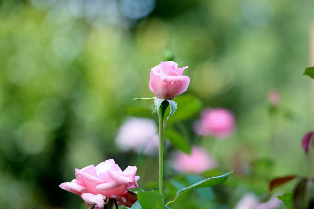 薔薇の薗＿Ⅲ