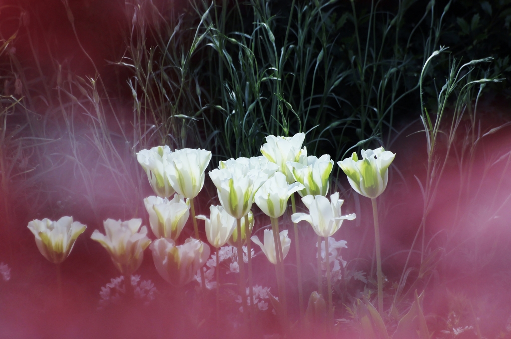 Extension from the dark with ”White Tuli
