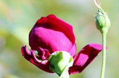 薔薇の薗＿Ⅳ