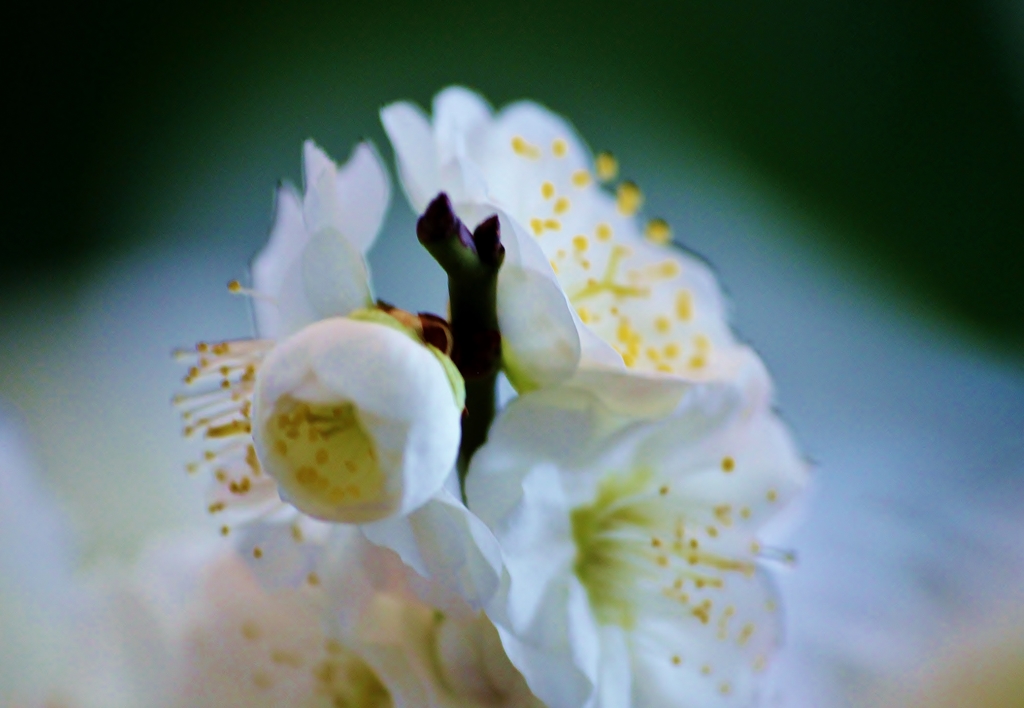 an angel of plum blossoms 