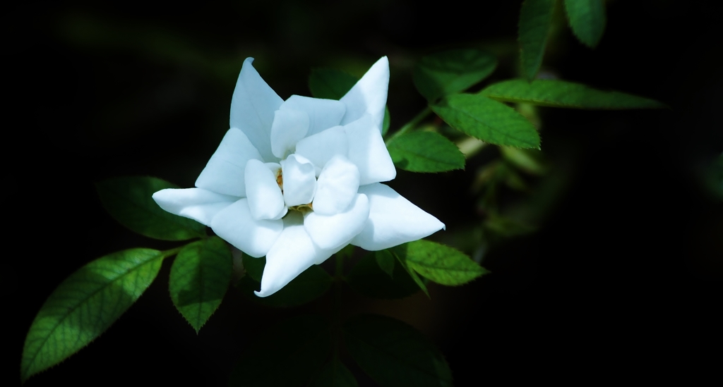 Pinwheel of Rose　”風車”