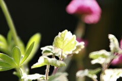 Light flowers blooming in my garden