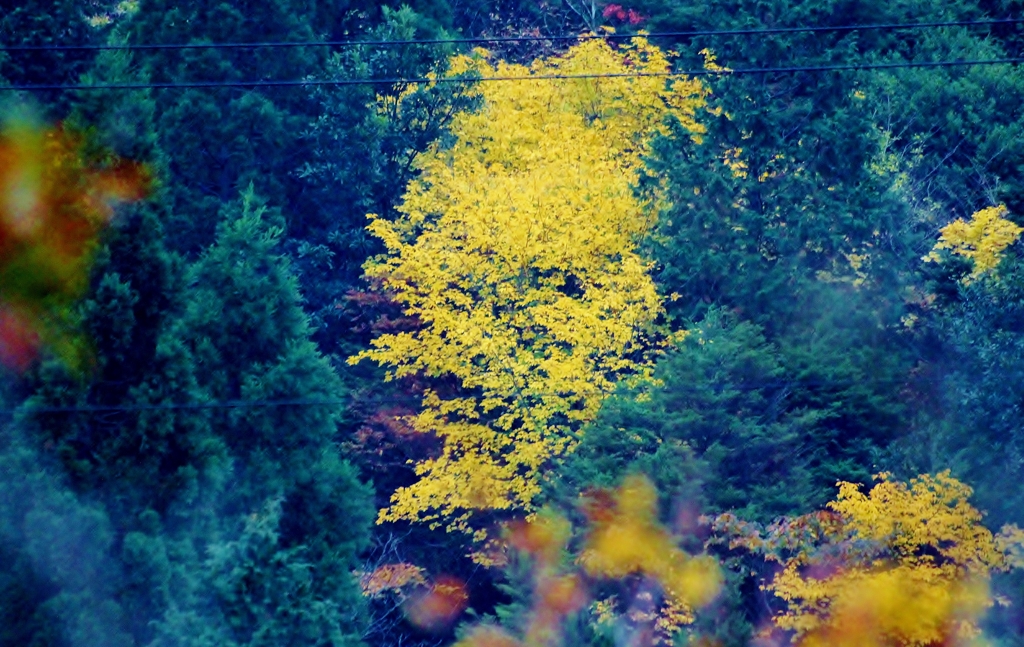 御在所岳の黄葉