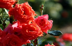 ～薔薇の独り言～　”soliloque de la rose”