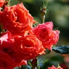 ～薔薇の独り言～　”soliloque de la rose”