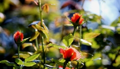 薔薇の薗_Ⅴ 薔薇の薗_Ⅴ