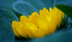 Sunflower of starting bloom