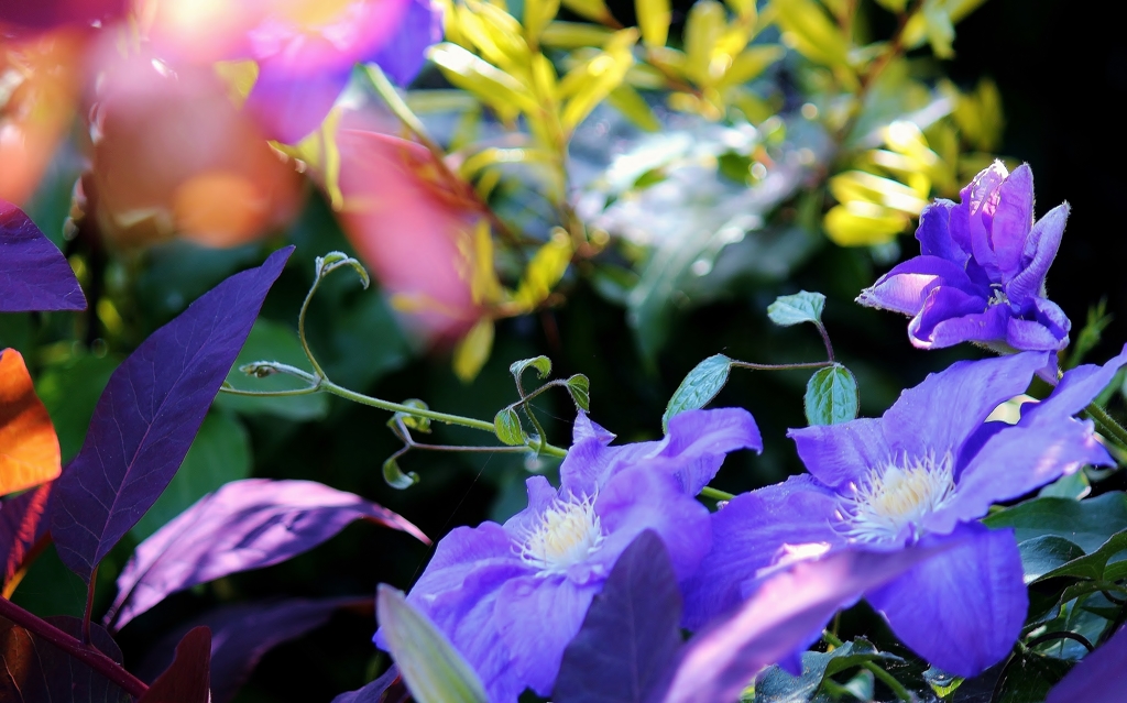 ♪アレクサンドラライトとの出逢い♪