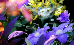 ♪アレクサンドラライトとの出逢い♪