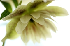 Christmas roseの優しさ