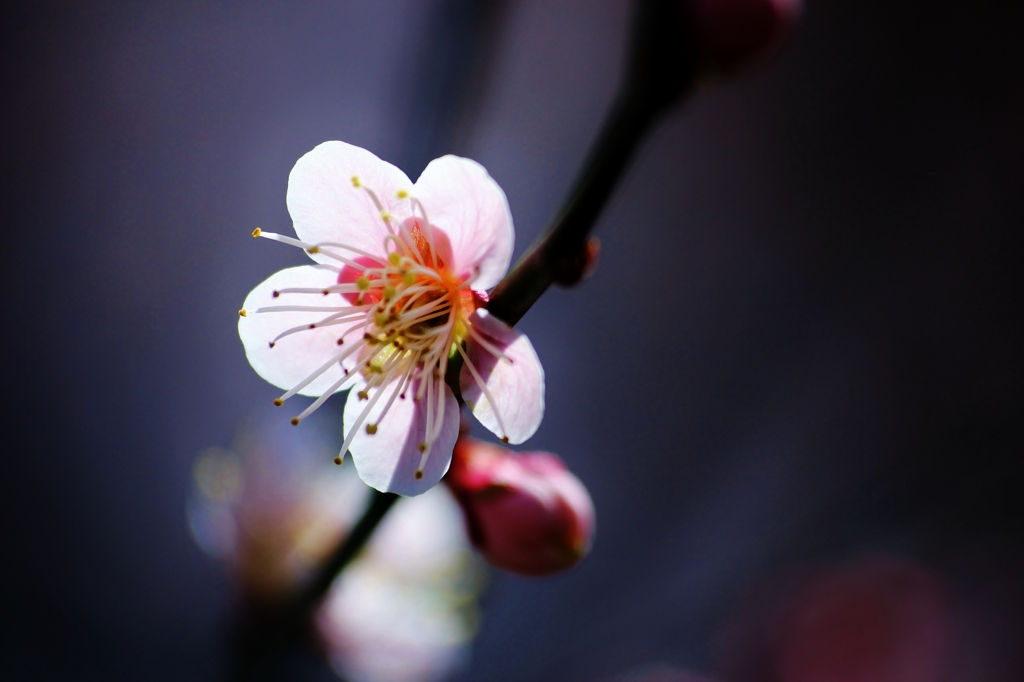 桜咲く