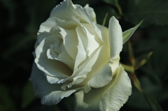 倉敷に咲く白バラ