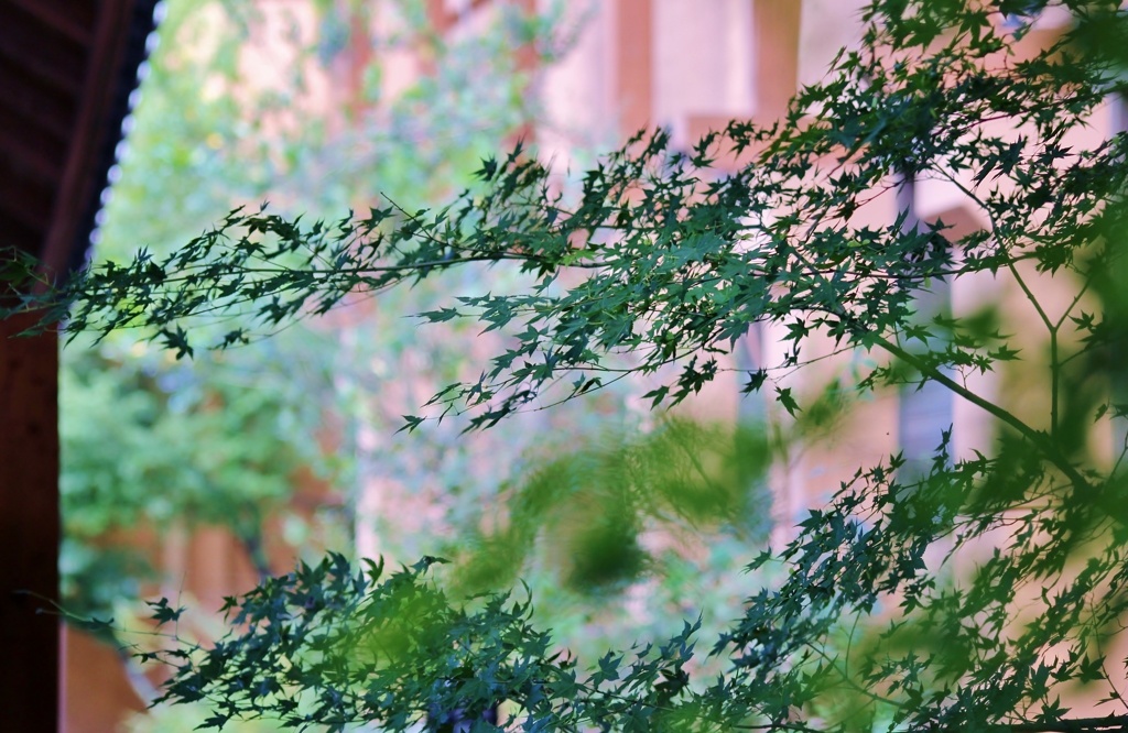 Before Autumn leaves