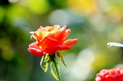 薔薇の薗_Ⅷ 薔薇の薗_Ⅷ