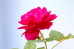 紅薔薇 紅薔薇