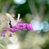 ベルファームのアゲハ蝶