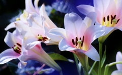 ♪ Pure lily ♪ ...無垢