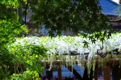 Fascinated by the white wisteria