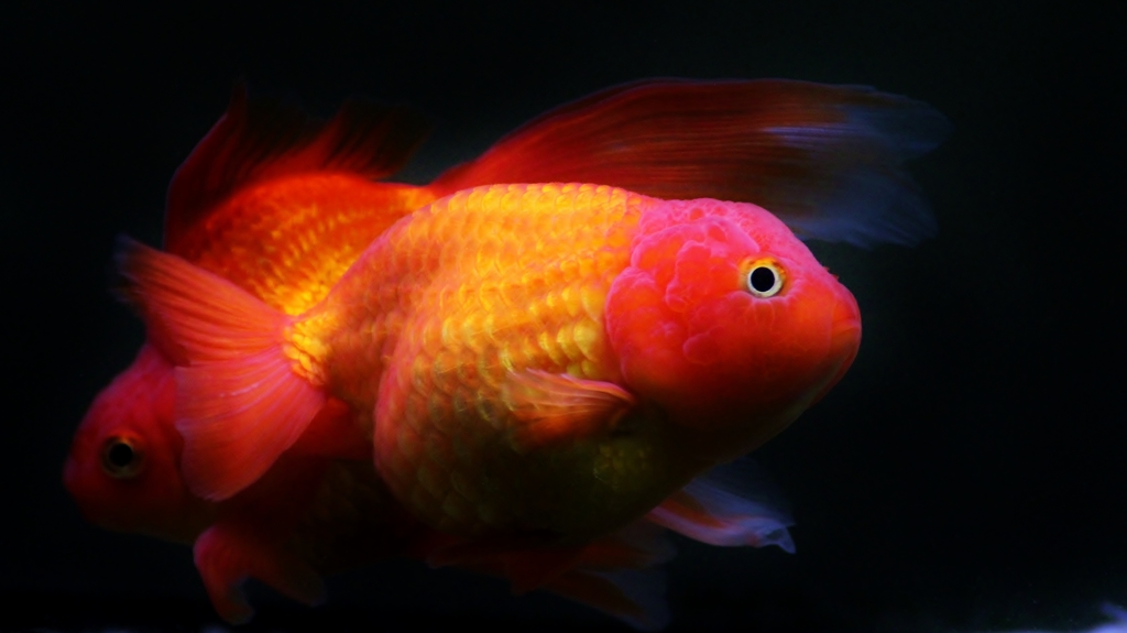 "" Crossing goldfish ""