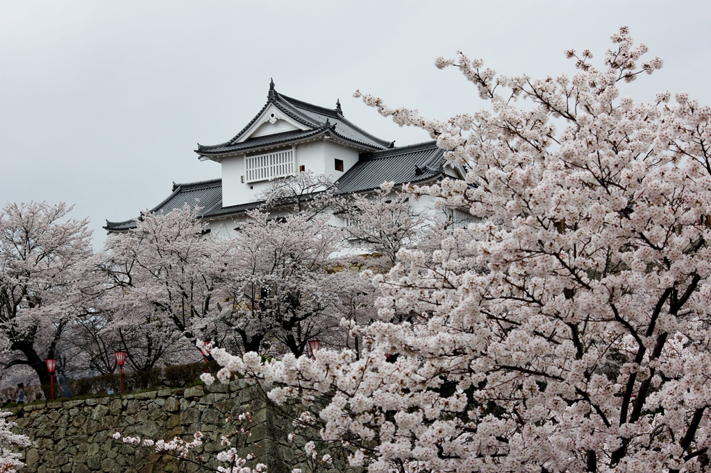 津山城跡のさくら咲く