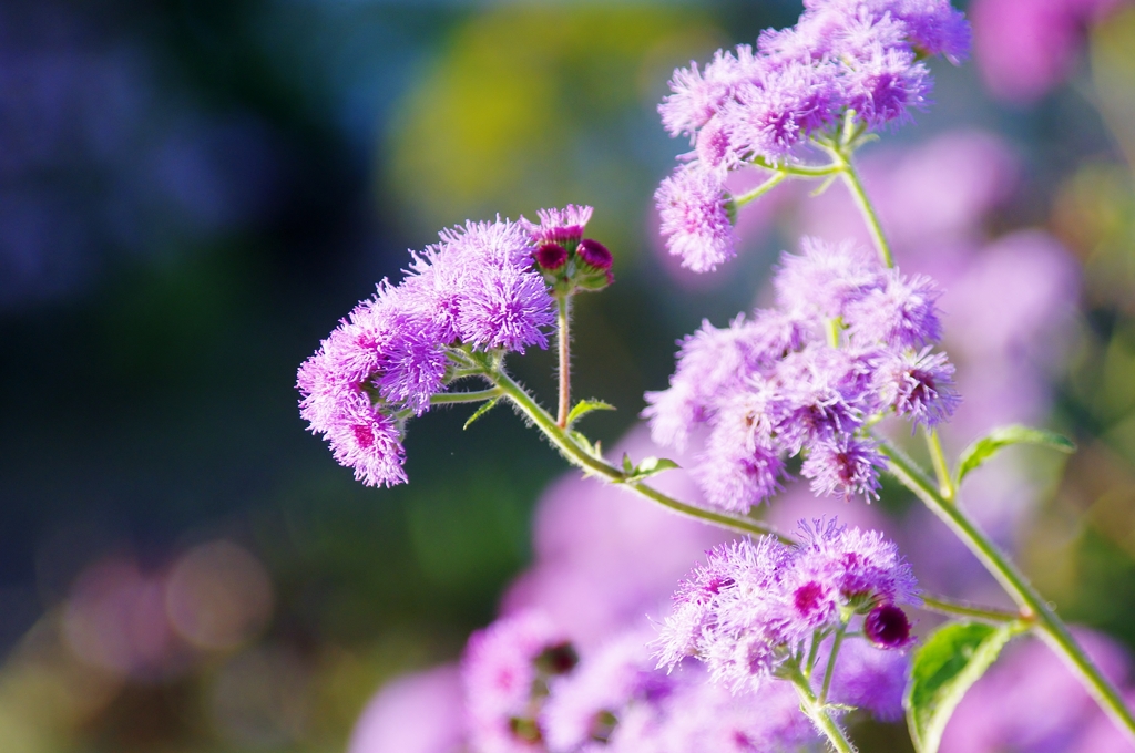 Coarse bokeh with soft shadowing