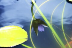 Lotus flower on mirror surface