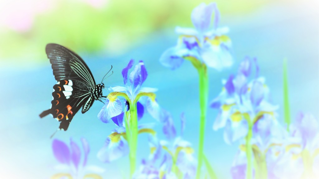 Papilio protenor in Fair tale