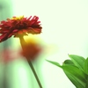 百日草咲く♪