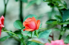 薔薇の薗＿Ⅱ