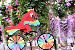 Parakeet cycling