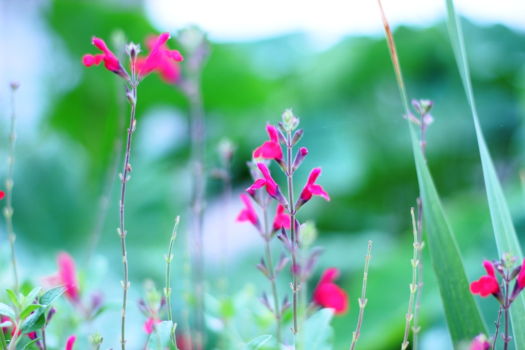 散歩道での出会い チェリーセージ