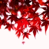 色艶やかな紅葉