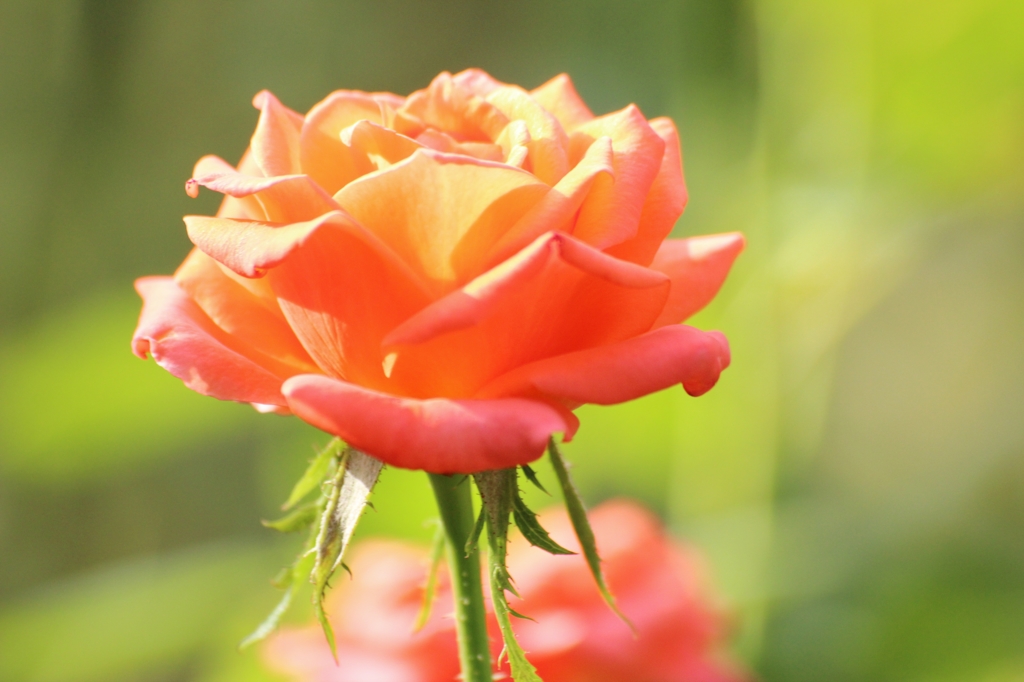 薔薇の薗＿⑪