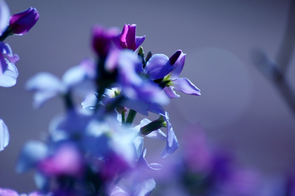 World in purple