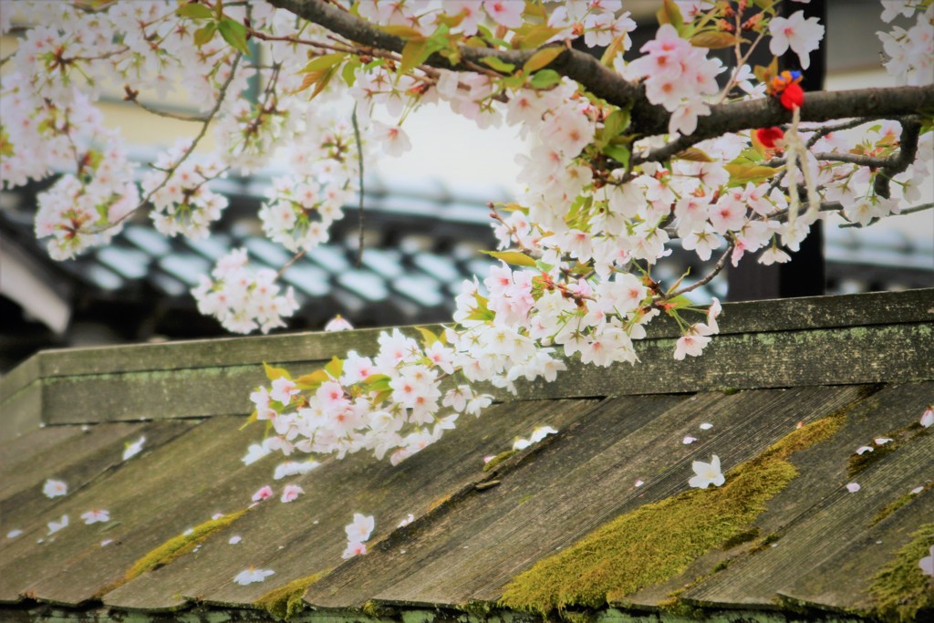 金沢_長町武家屋敷の”桜”