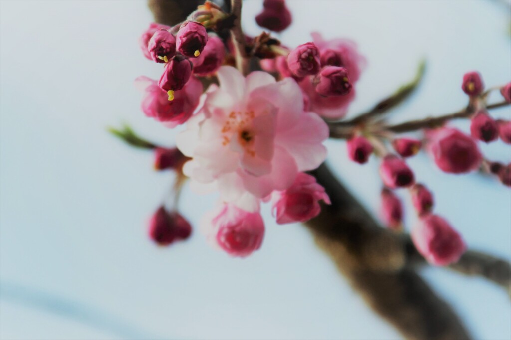 "Cherry blossoms bloom"