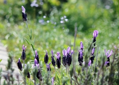 ♪ Smile of lavender ♪