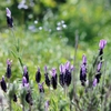 ♪ Smile of lavender ♪