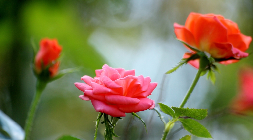 薔薇の薗＿Ⅸ