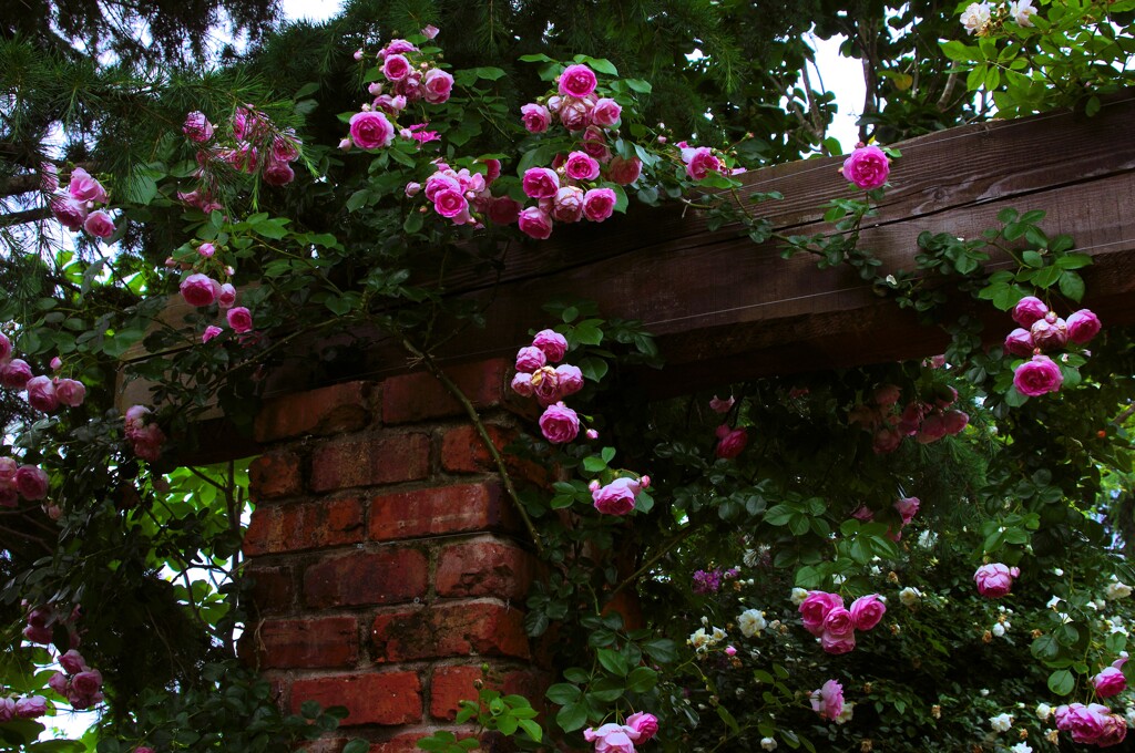 Red brick with Pink rose