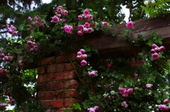 Red brick with Pink rose