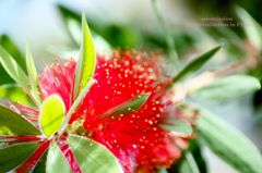 ハワイ島の花 レフア