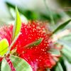 ハワイ島の花 レフア