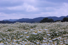 花フェスタ　カモミールⅡ