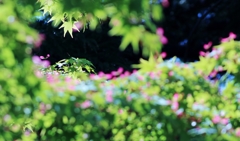 季節外れの”楓”