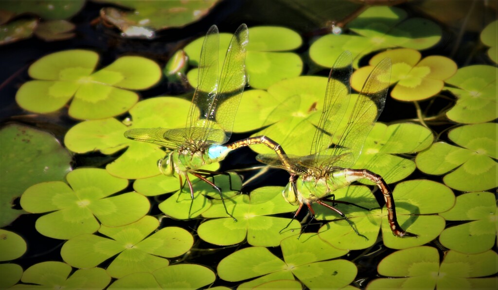 Prosperity of descendants 2 dragonflies